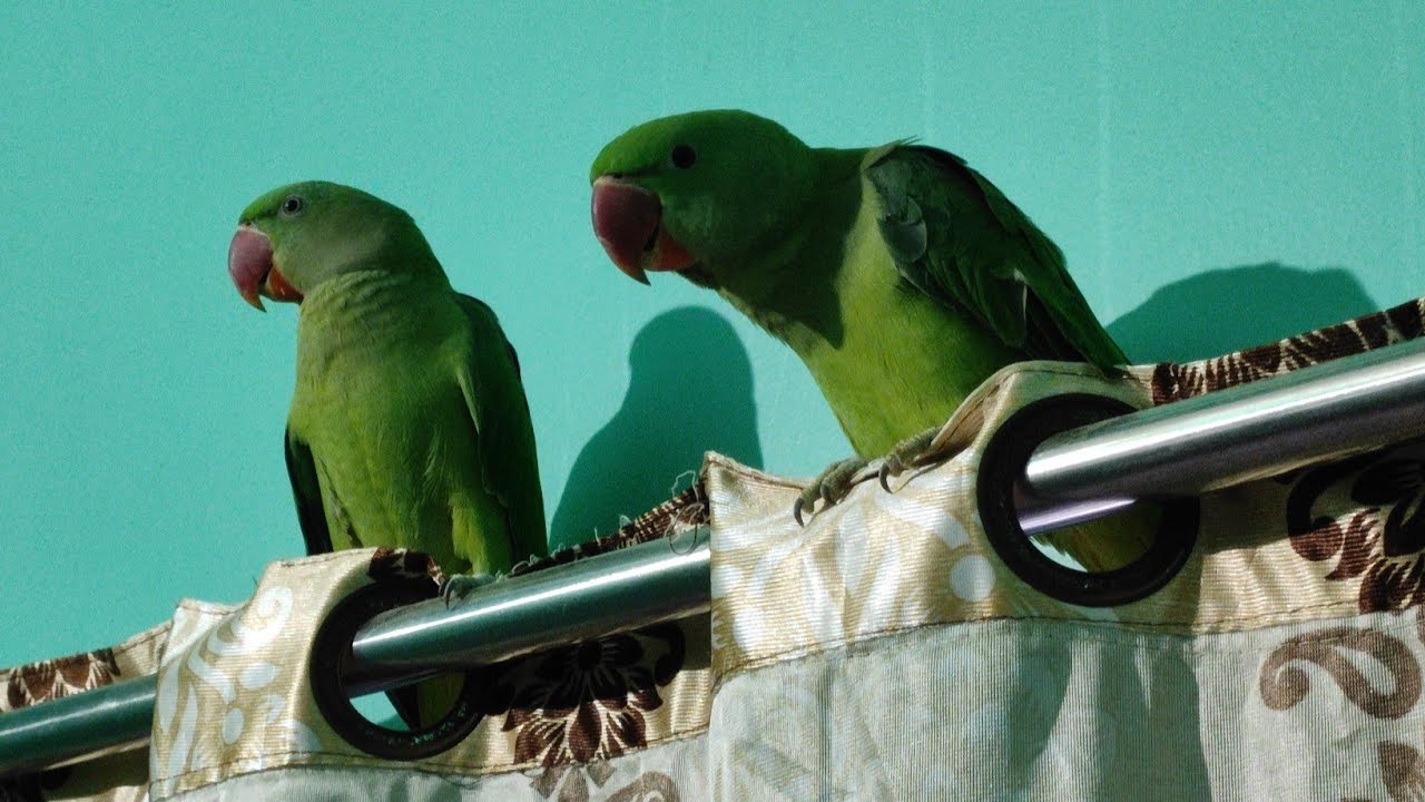 Alexandrine Parrot Titu Mitthu Live now