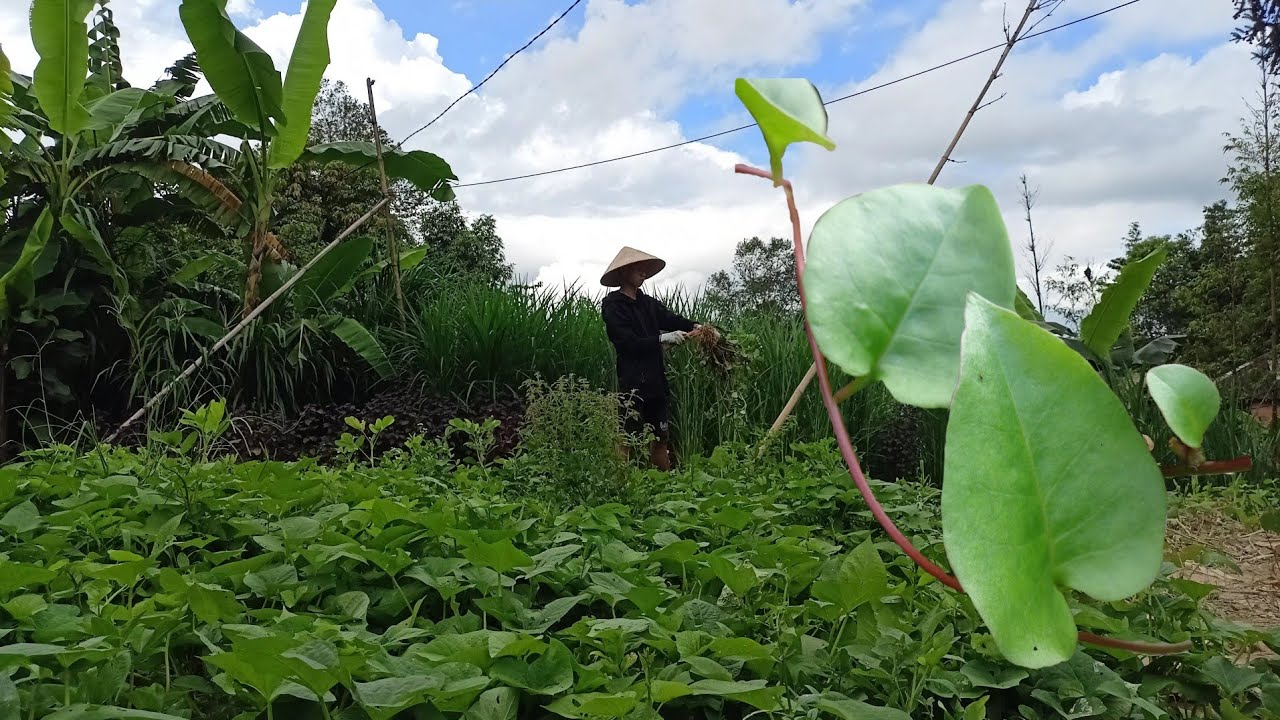 Заготовка anredera cordifolia в костохранилище №100