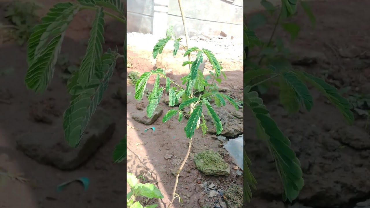 ATUDE ASINA 💥 TIPATIPA TI AFIPA GBOGBO OGUN IDIWO AYE LARA WA 🌿