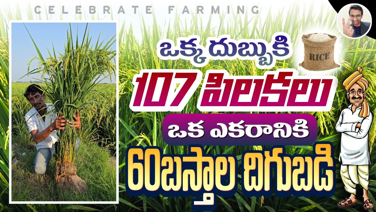 #107 #seeds per #head of #paddy.? || #yield #60bags per acre.|| #paddy #rice #farming