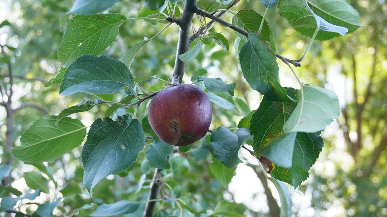 Reducing Fruit Damage with DIY Apple Codling Moth Traps