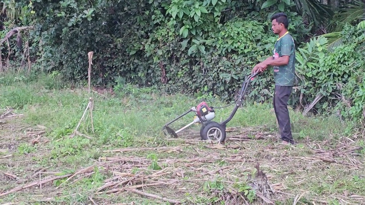 Basmi Gulma Pakai Mesin Dorong Model Terbaru