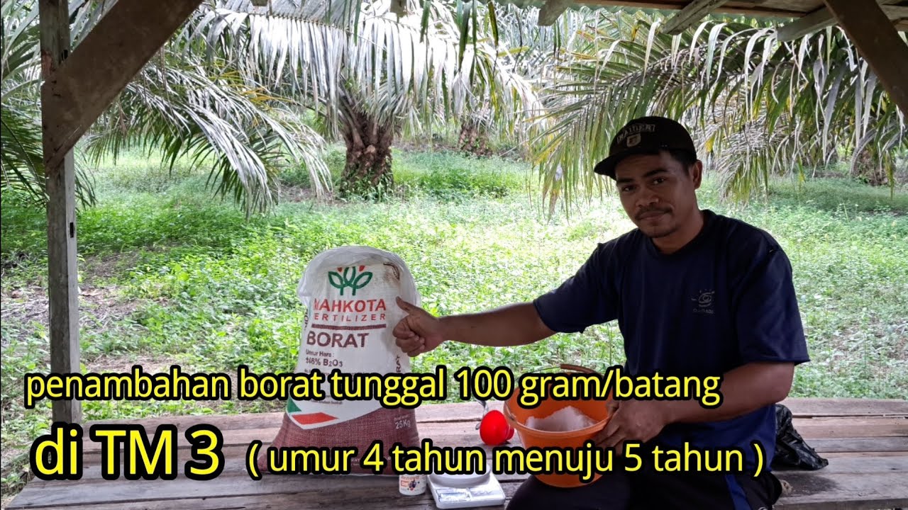 penambahan borat tunggal takaran 100 gram/batang di TM 3