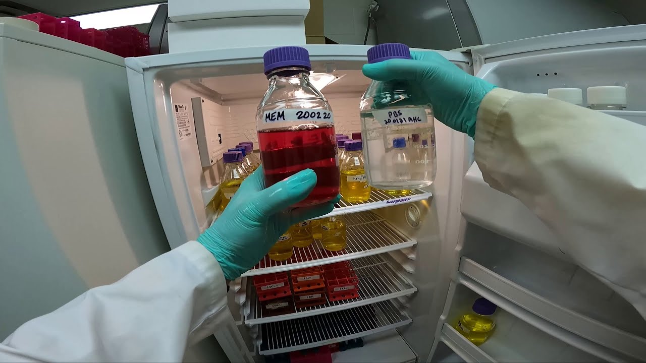 Subculturing BHK Cells