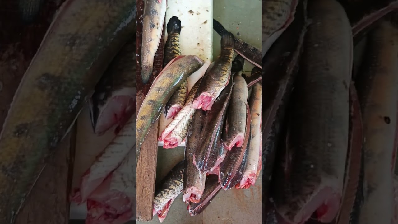 soul fish#Rs 400kg#Delhi Ghazipur#🐬🐬