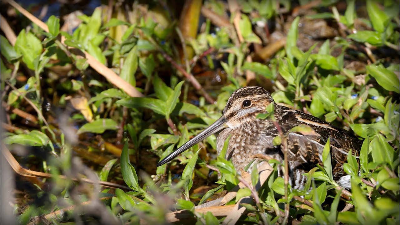 Wilson's Snipe (Gallinago delicata)