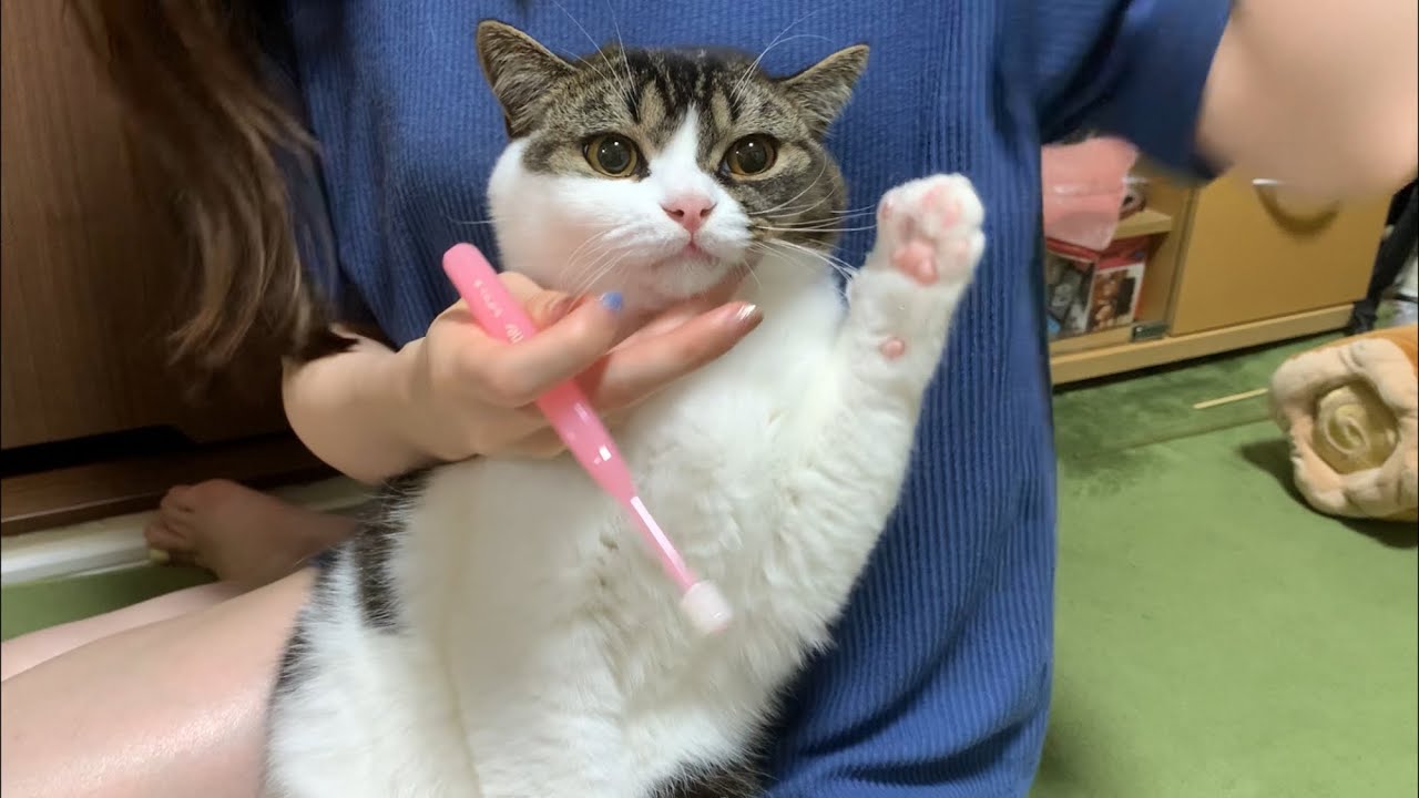 苦手な歯磨きを止めさせた息子猫のとった行動が可愛すぎた！