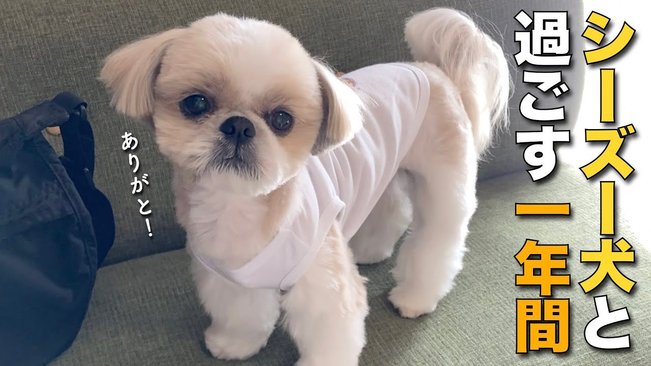 【シーズー】シーズー犬と過ごす一年間はこんなにも尊い！見守り隊のみなさん、ありがとうございました！〜2025年総集編〜【421】