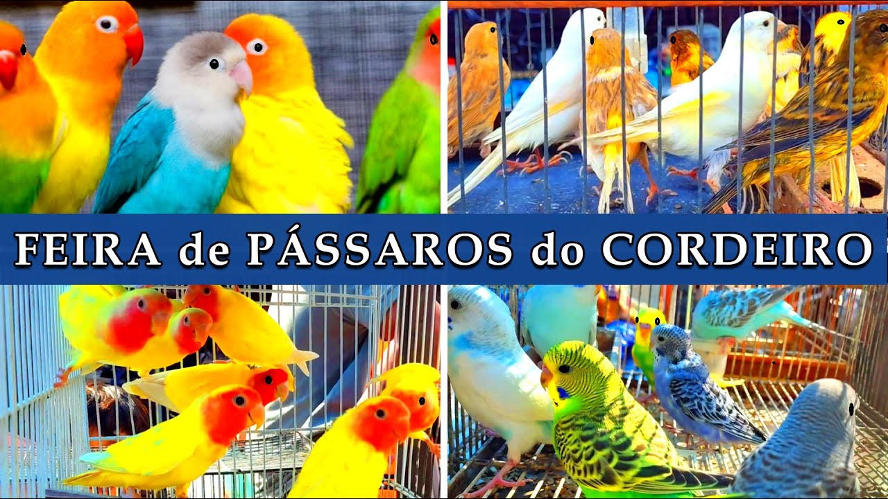 Feira de Pássaros e Animais do Cordeiro 24/08 #passaros #criarpassaros