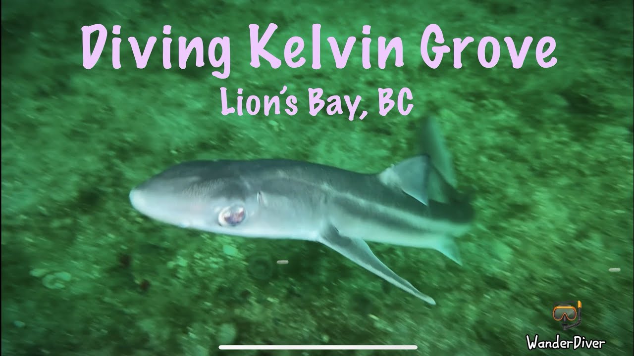 Diving Kelvin Grove ~  Lingcod getting cleaned by shrimp, and I was buzzed by a dogfish!