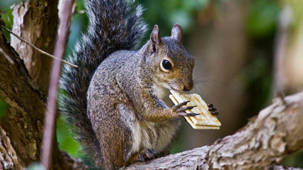 Squirrel Snacking on Cracker.