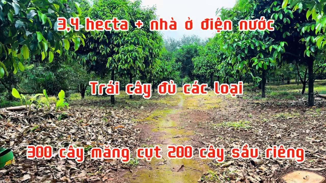 Bán đất vườn 3,4 hecta sầu riêng măng cụt có nhà ở điện nước đầy đủ .lh 0867048379