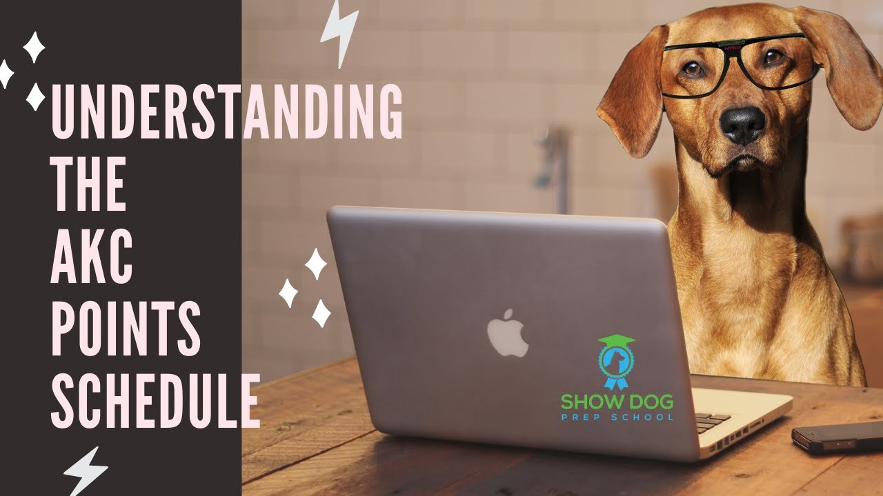 Show Dog Championship Points and How the AKC Point Schedule Works