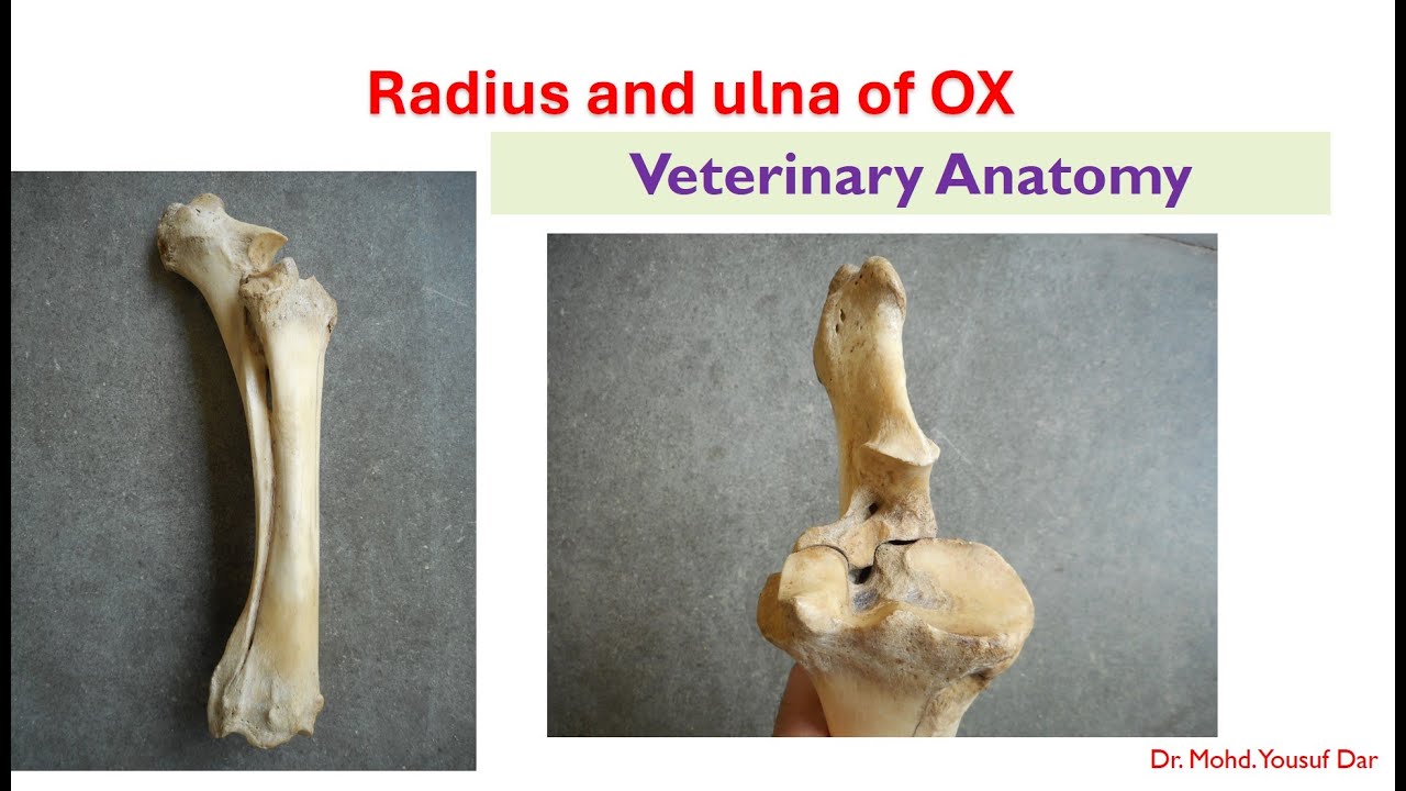 Radius and Ulna of ox#osteology #vetanatomy #bvsc #pooshmati
