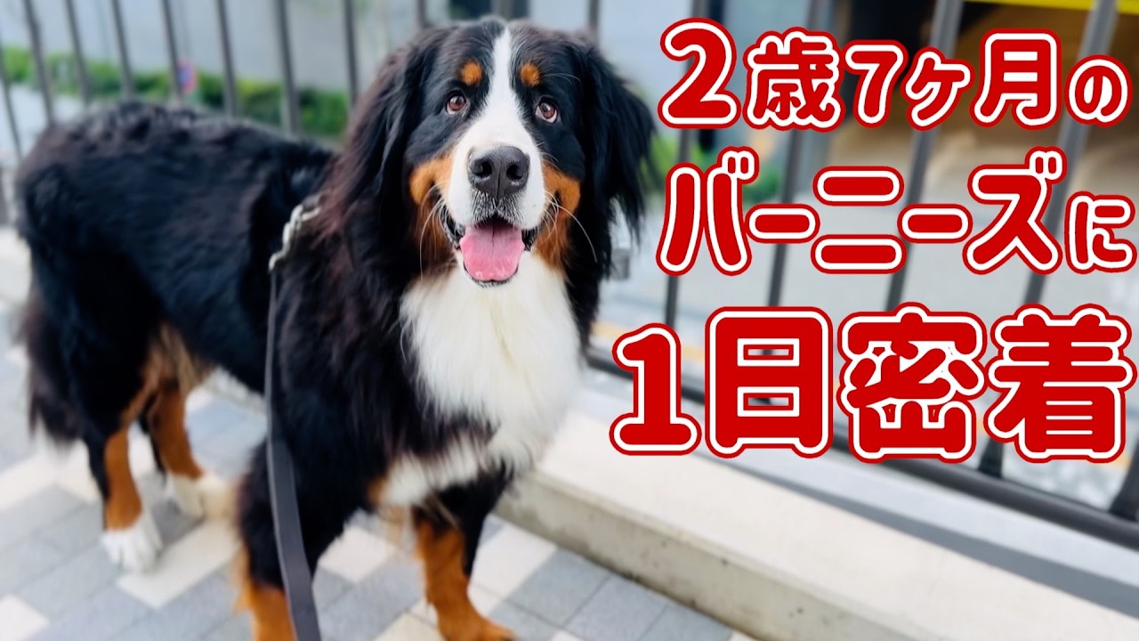 2歳7ヶ月のバーニーズマウンテンドッグに密着しました