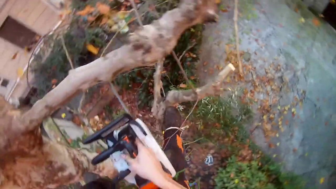 tree climbing potatura platano dicembre