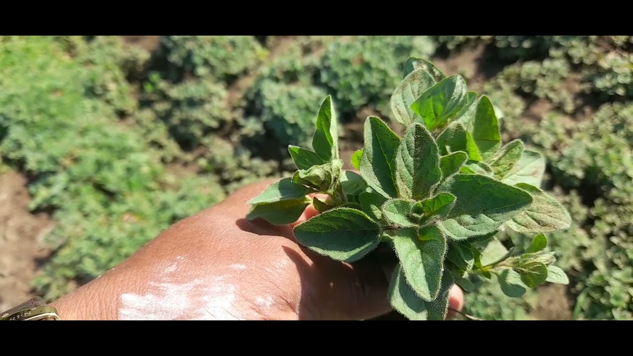 النبات رقم (٥): نبات الأوريجانو اليوناني Origanum vulgare var. hirtum
