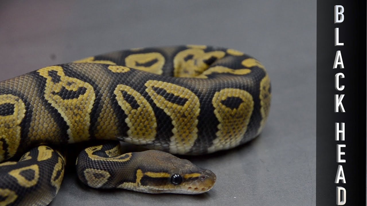 WHY YOU NEED BLACK HEAD IN YOUR COLLECTION - (Lavender, Hypo, Pied & More!)