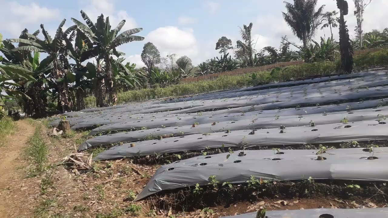 Liat lahan baru lagi