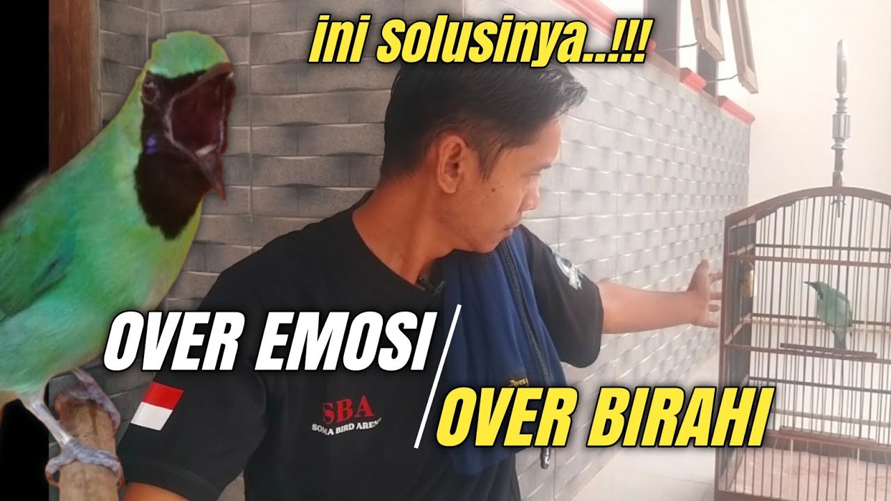CIRI-CIRI CUCAK HIJAU Over EMOSI & Over BIRAHI || Banyak yang belum tau‼️