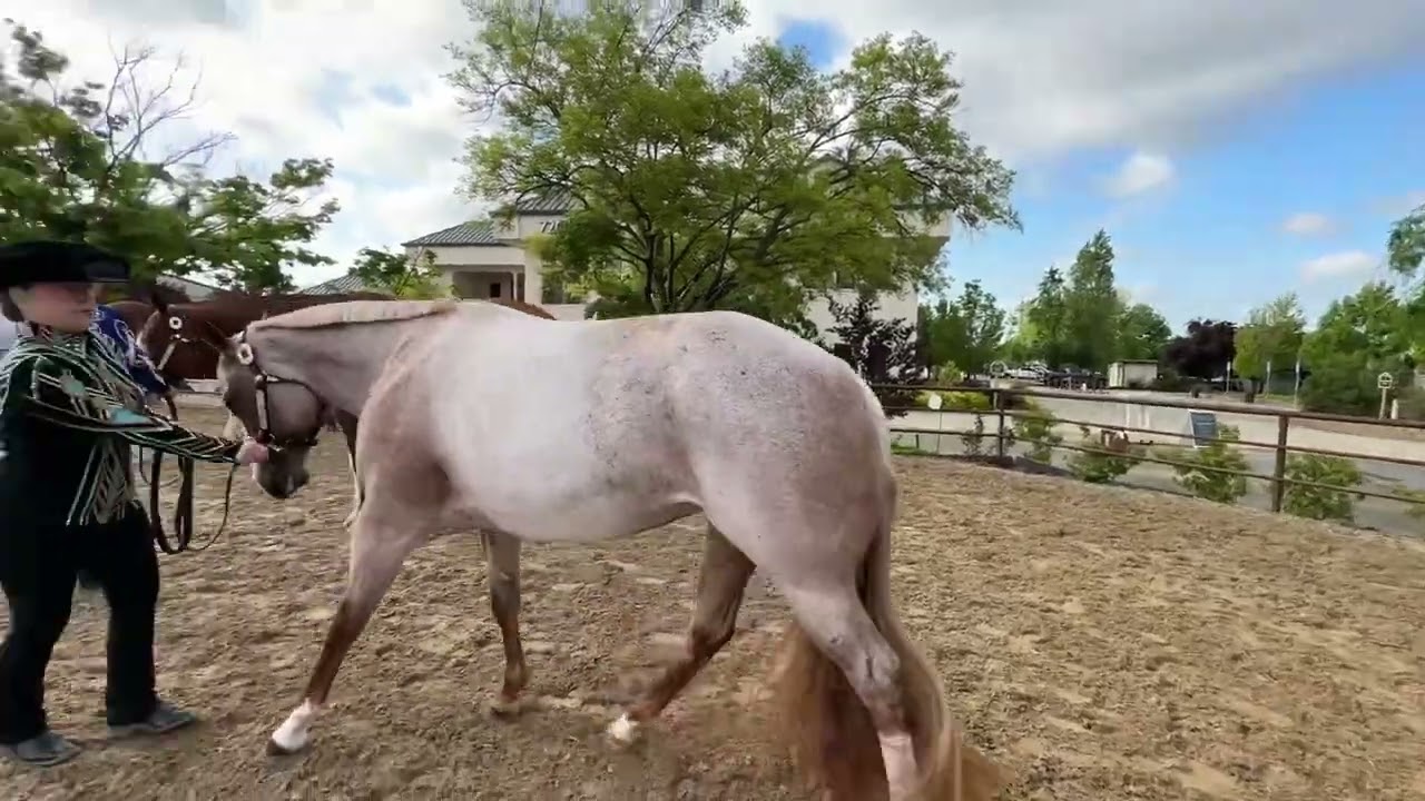 @ccc_painthorse