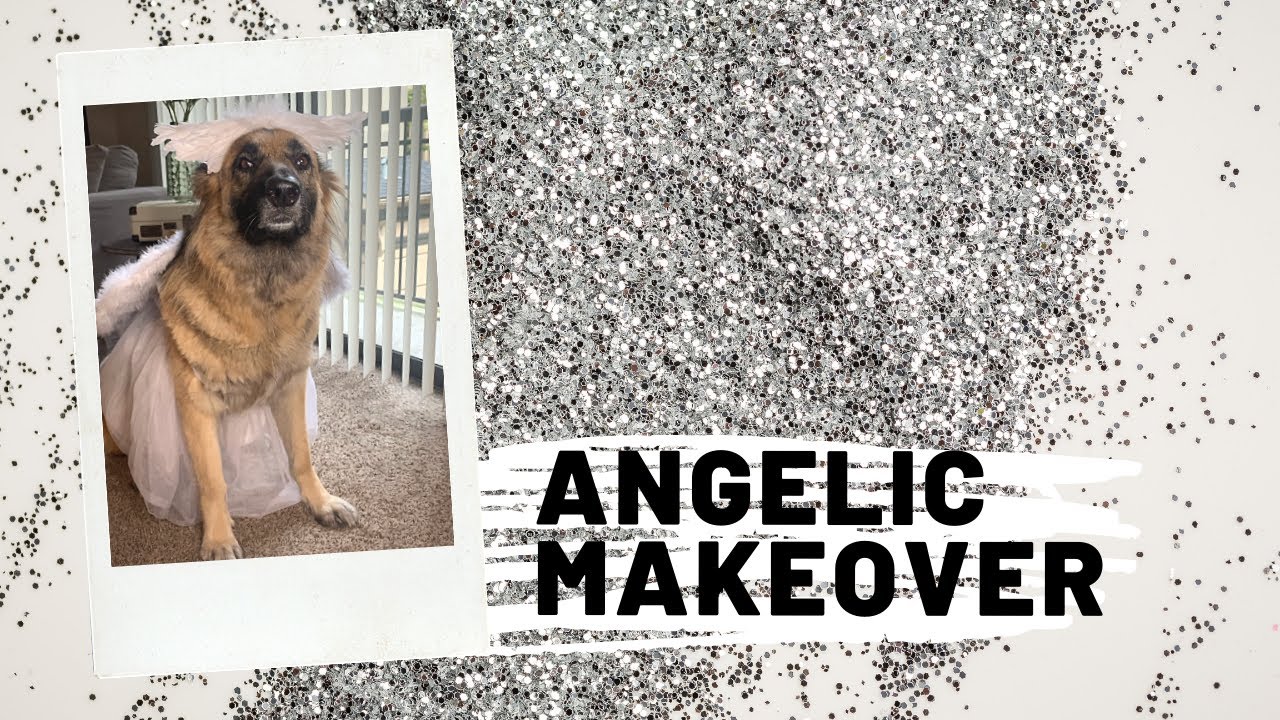 Dog gets an angelic makeover!