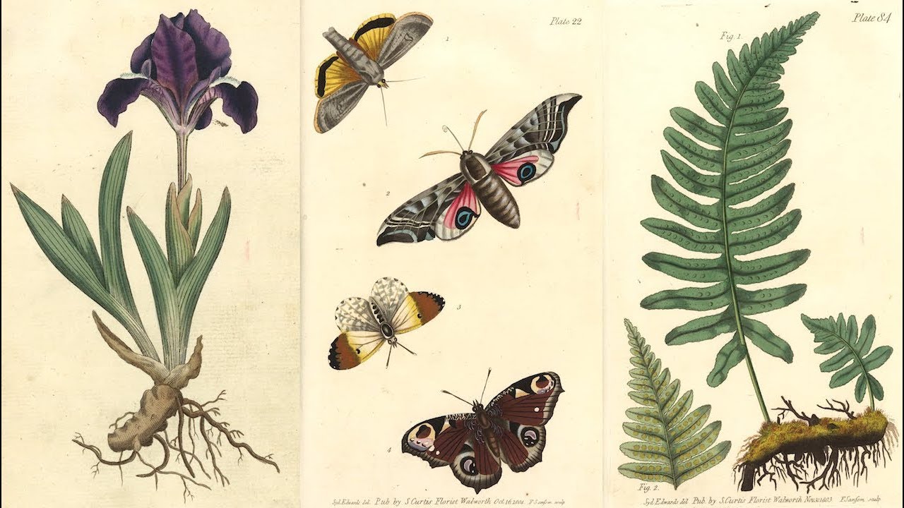 The Care And Conservation of Shared Georgian Gardens