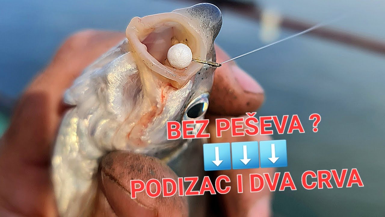 POKIDAO SVE UDICE I HRANILICE ALI IPAK SE NAPECAO  - SAVA 2023