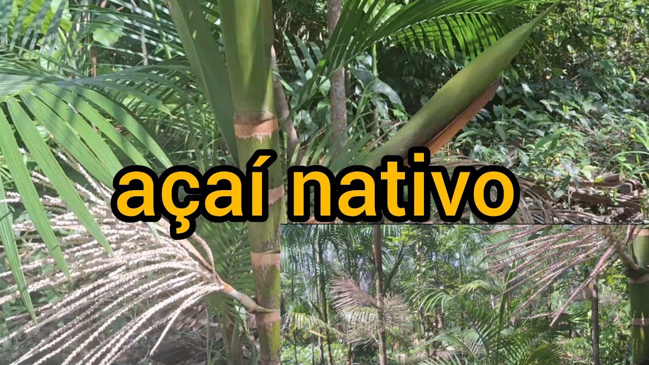 Açaí brs pará plantado com 3 anos e 3 meses plantado em várzea seca