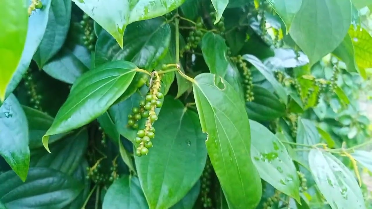 penampakan buah tahunan|| Lada BANGKA BELITUNG