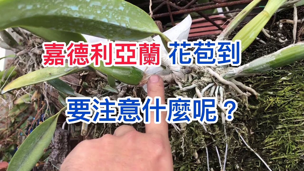 卡特蘭 嘉德利亞蘭 花苞到 花季來了啊！！