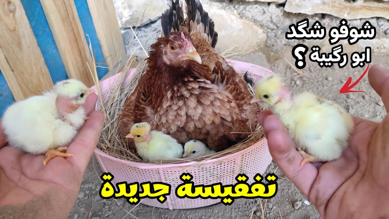 فقسن كتاكيت ابو رگيبة 🐣 سبب الانقطاع + شوفو التغيرات الي صارت