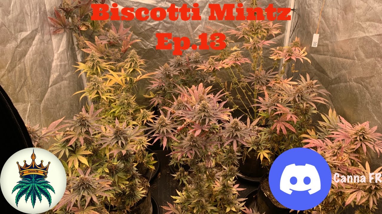 Biscotti Mintz Ep.13/13