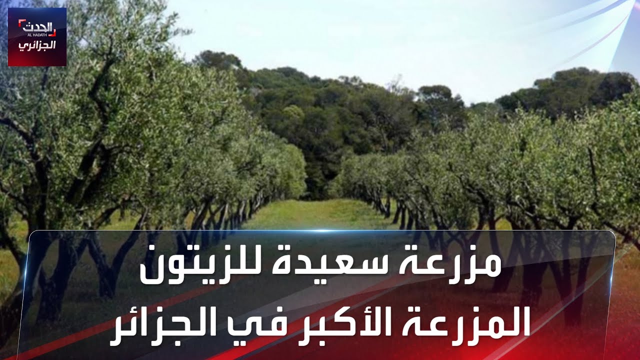 مزرعة سعيدة للزيتون المزرعة الأكبر في الجزائر