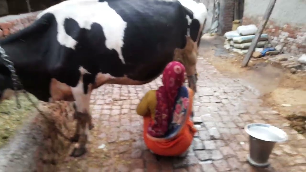 Gay ka dudh kaatna sikhiye