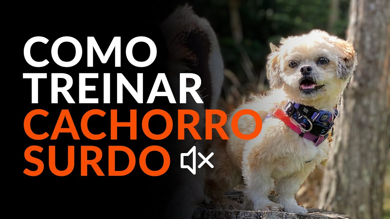 Como adestrar cachorro SURDO? | Adestramento Online | Cão Guardião