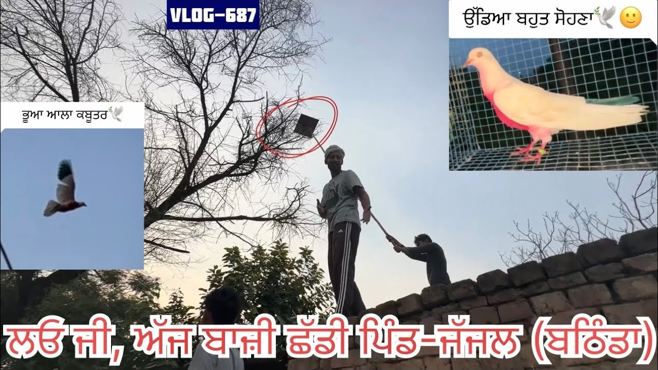 ਅੱਜ ਬਾਜੀ ਉਡਾਈ ਪਿੰਡ-ਜੱਜਲ (ਬਠਿੰਡਾ)🕊️✅|| 1 ਕਬੂਤਰ ਛੱਡਿਆ|| ਘਰੇ ਵੀ 6 ਕਬੂਤਰਾਂ ਦੇ ਗੇੜੇ ਪਵਾਏ, ਦੇਖੋ ਕੀ ਬਣਿਆ