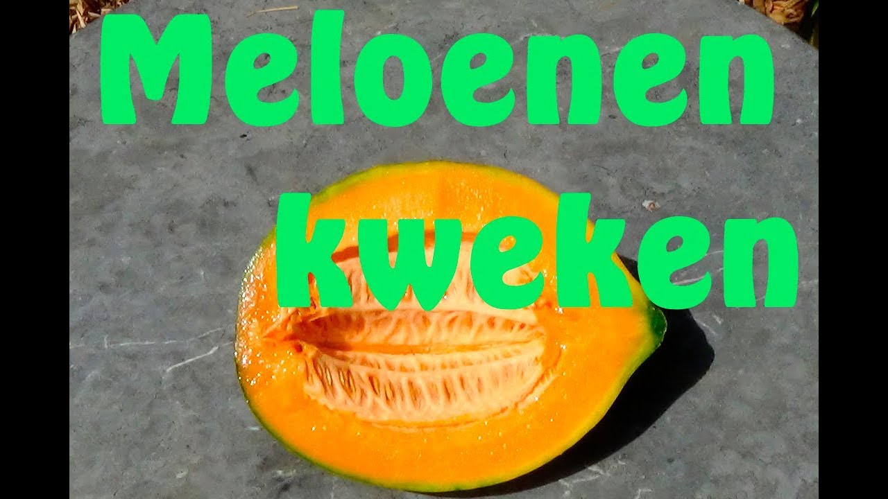 Meloenen kweken