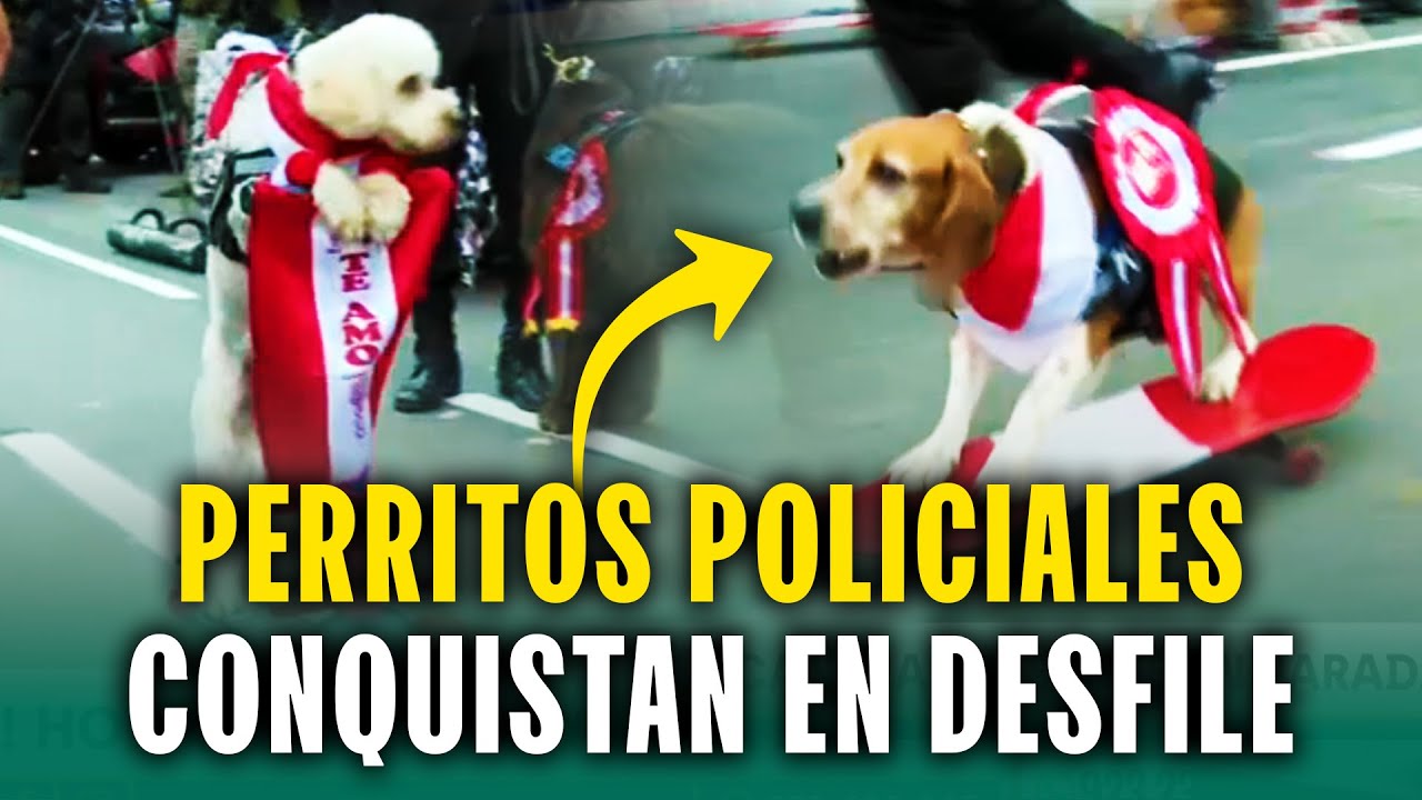 Manejan scooter, tocan piano y juegan fútbol: Perritos deslumbran en la Gran Parada Militar