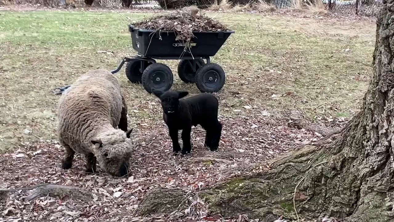 Babydoll sheep at the hobby farm