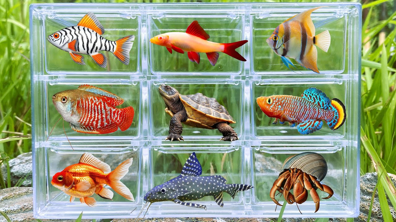 Fish: Turtle, GloFish, Angelfish, Tetra Fish, Dwarf Gurami, Rainbow Shark, Betta Fish, Broom Fish