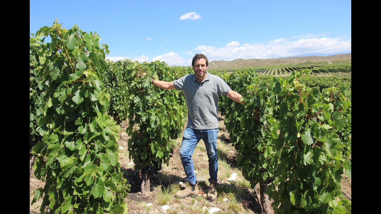 Sebastián Zuccardi: 