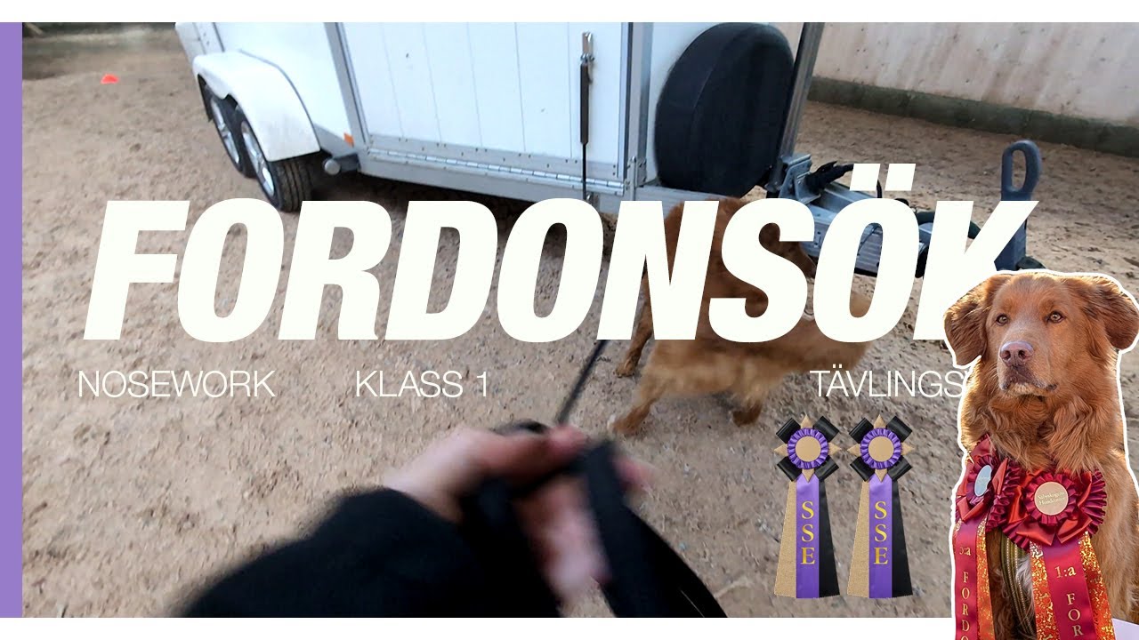 2x SSE, 2x placering + diplom!🤩🚜 - Tävlingsvlogg nosework