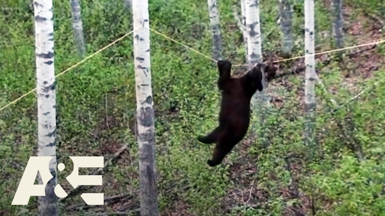Nature Gone Wild: How To Keep BEARS Away From Your Food (S1) | A&E