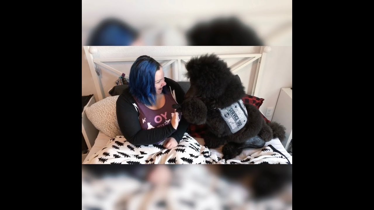 Service Dog Task, Command, and Trick Video