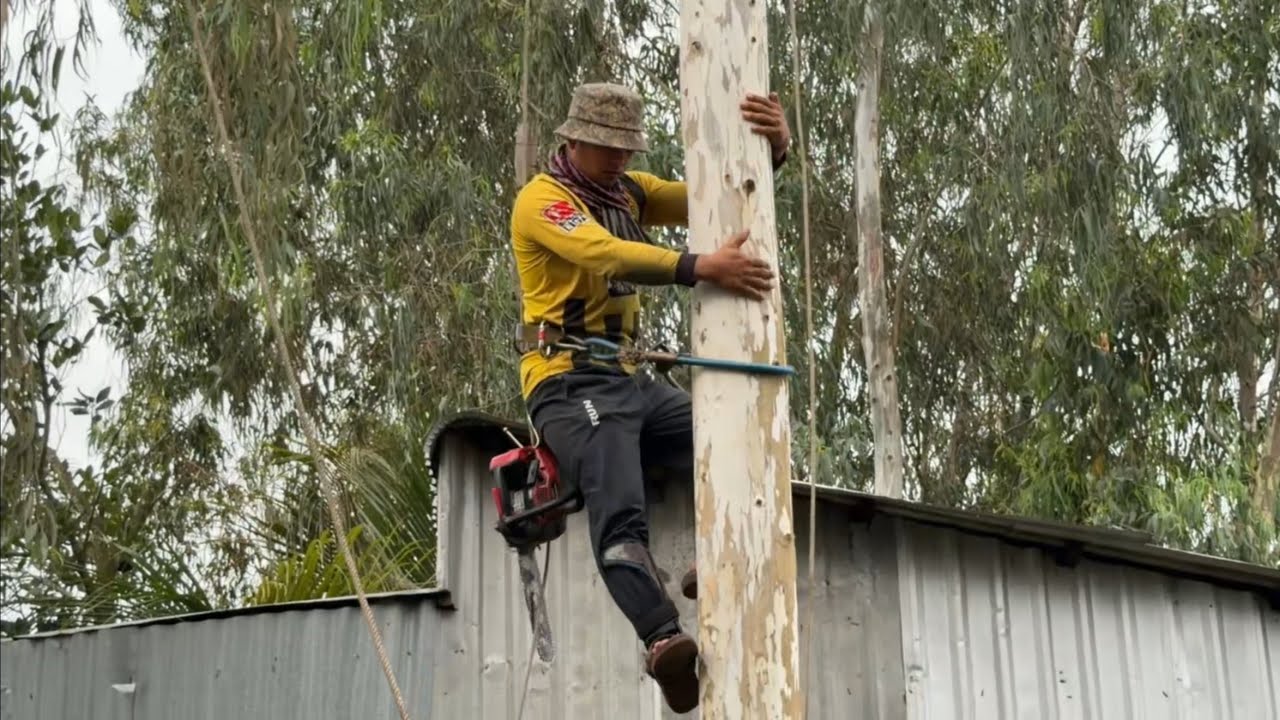 Cưa 3 Cây Bạch Đàng To Gần Nhà 