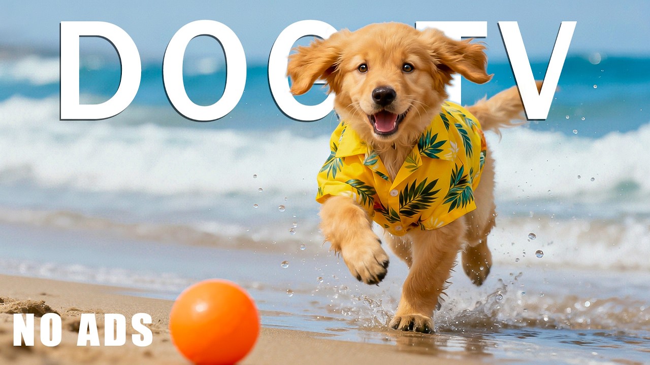 12 Hours Dog TV 🏖️ Virtual Beach Walking for Dogs | Calming Sounds & Relaxing Video for Dogs All Day
