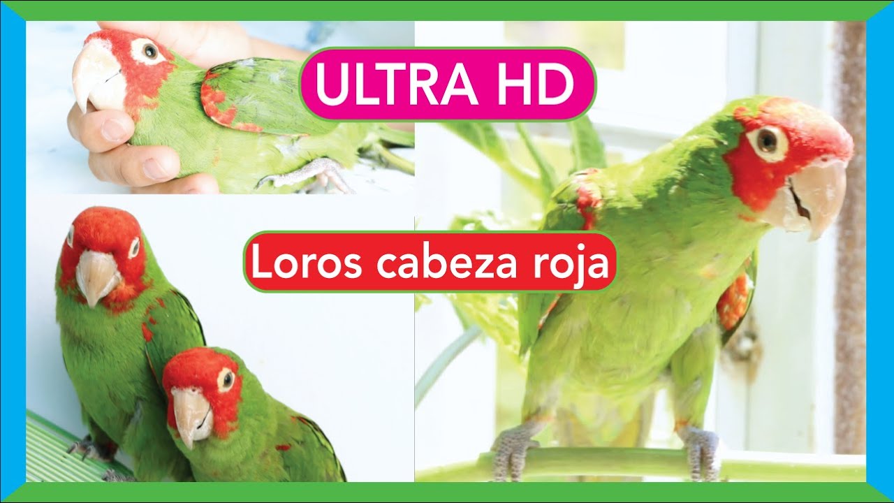 🔴 Loros cabeza roja [ULTRA HD]