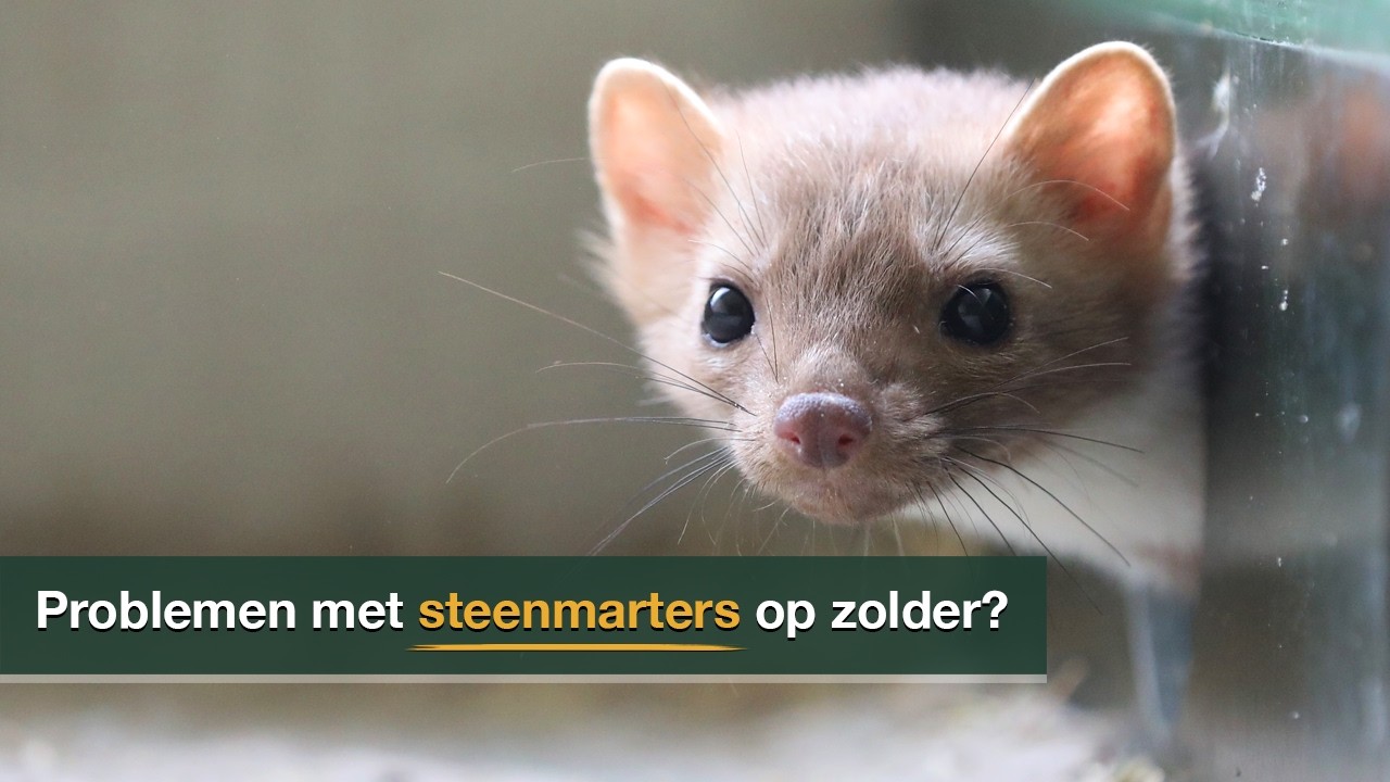 Problemen met steenmarters in huis / op zolder?