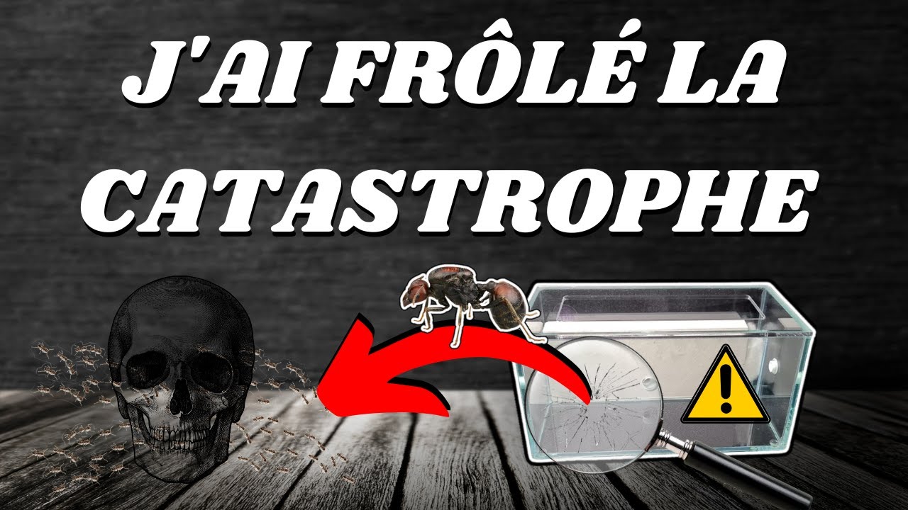 CAREBARA DIVERSA , une fourmi réellement dangereuse pour mon élevage  ( J'évite une catastrophe )